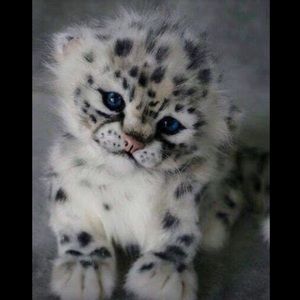 Meet your Posher, Roxanne